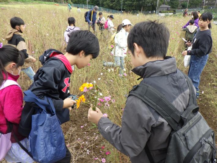 さつまいも掘り