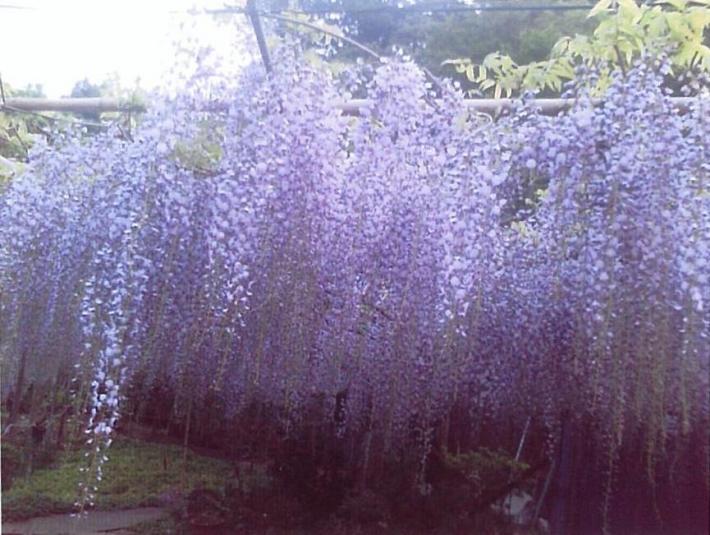 藤倶楽部活動