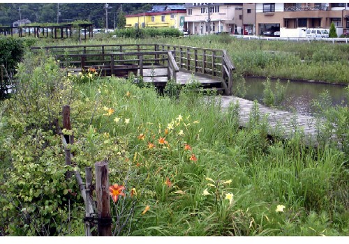 湿性植物園の写真2