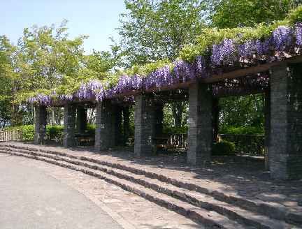 大庭城址公園のフジの写真です。