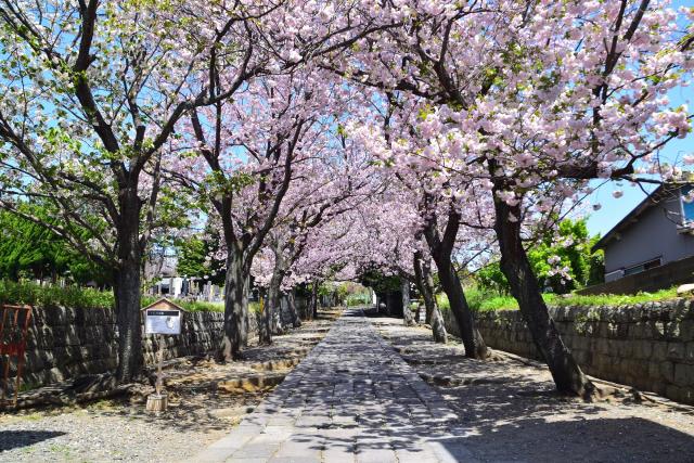 2022年4月14日ふじさわ写真館の写真